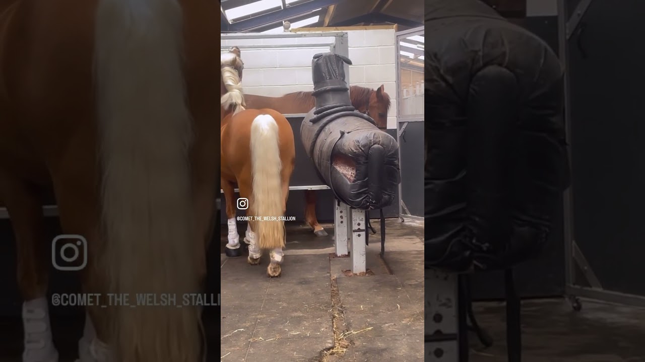 Breeding season for beautiful stallions! 🫶🏻#stallion #horse #palomino #breeding #welshd