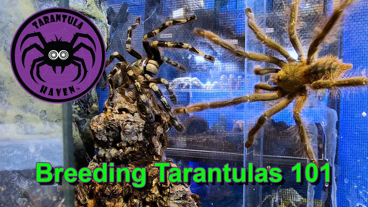 Breeding Tarantulas 101