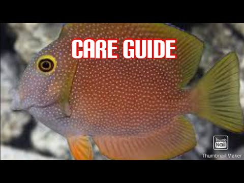 bristle tooth Tang care guide