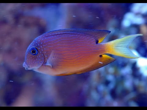 Bristletooth Tang best algae eater,  Marine fish and reef safe