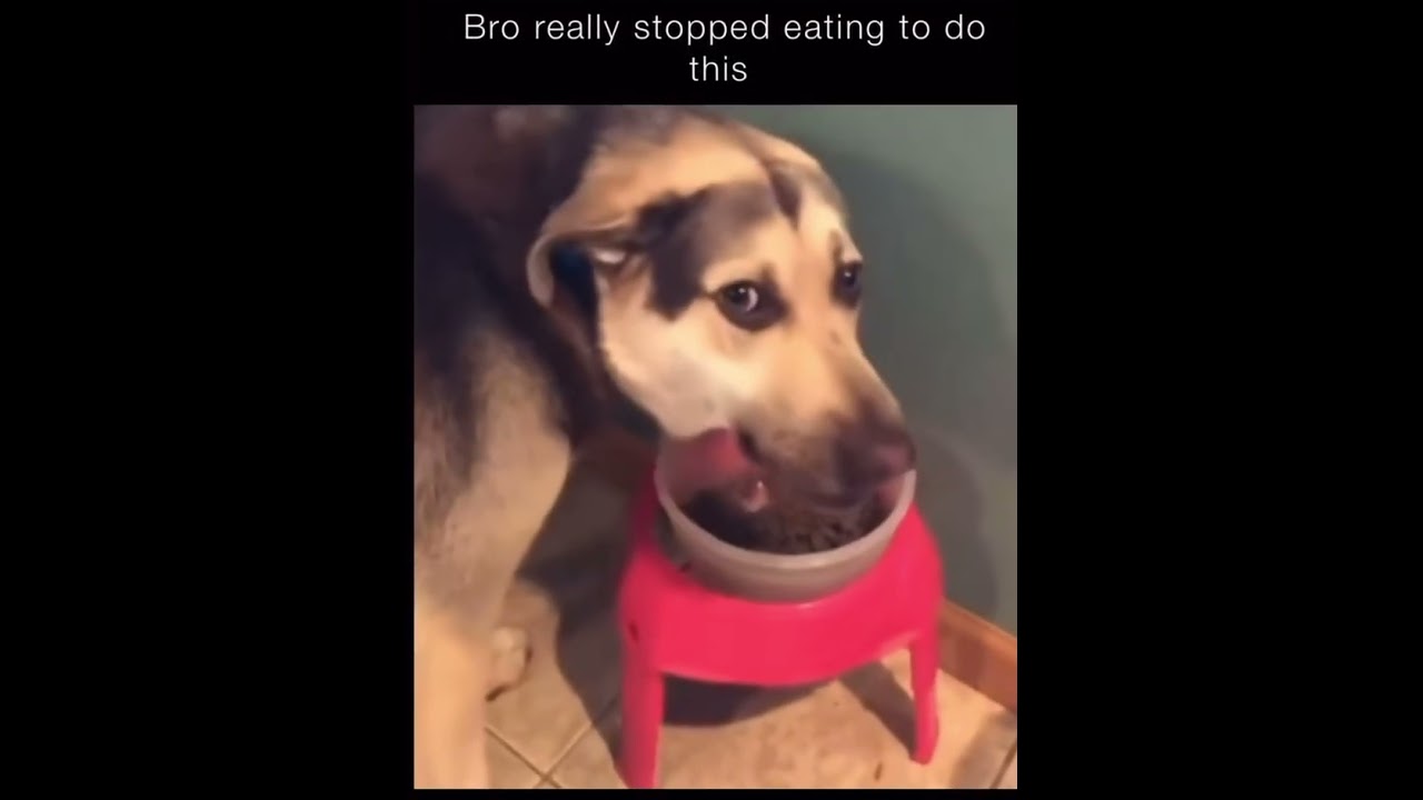 Bro stopped mid bite to fart 😂 #funnyshorts