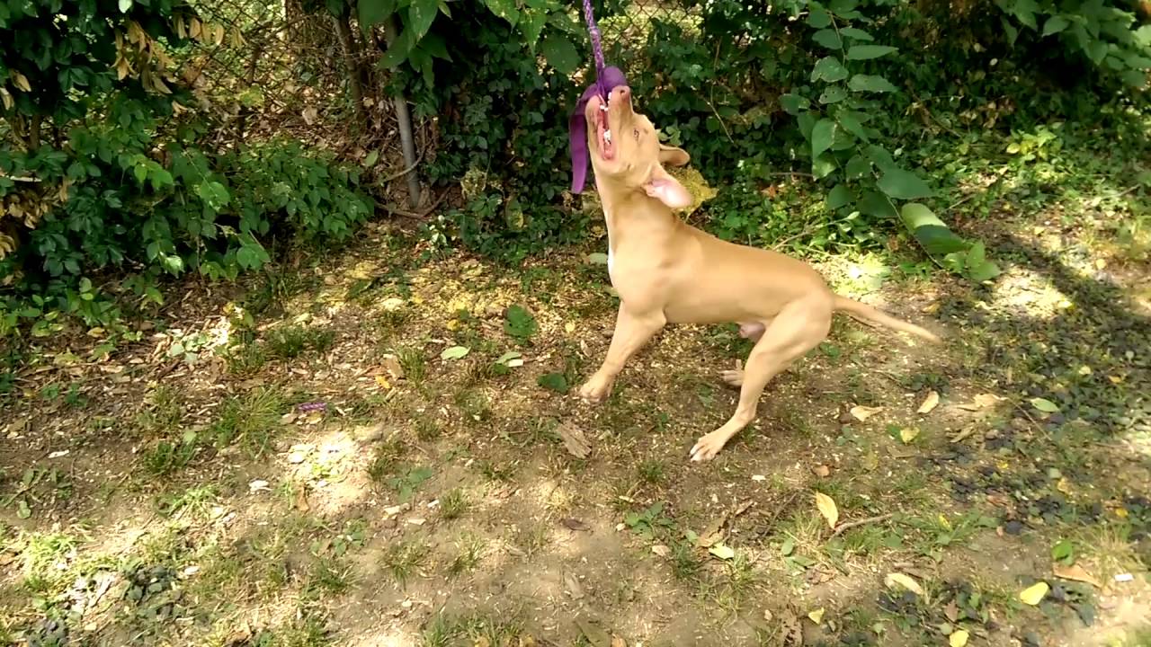 BROLY 7 MONTHS APBT 1ST TIME WORKING SPRING POLE
