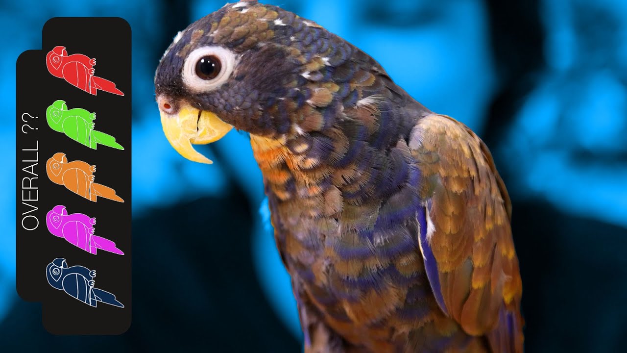 Bronze Wing Pionus, The Loyal Lap Dog Parrot?