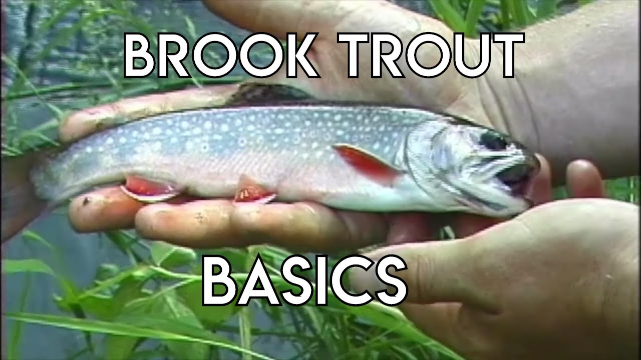Brook Trout Basics