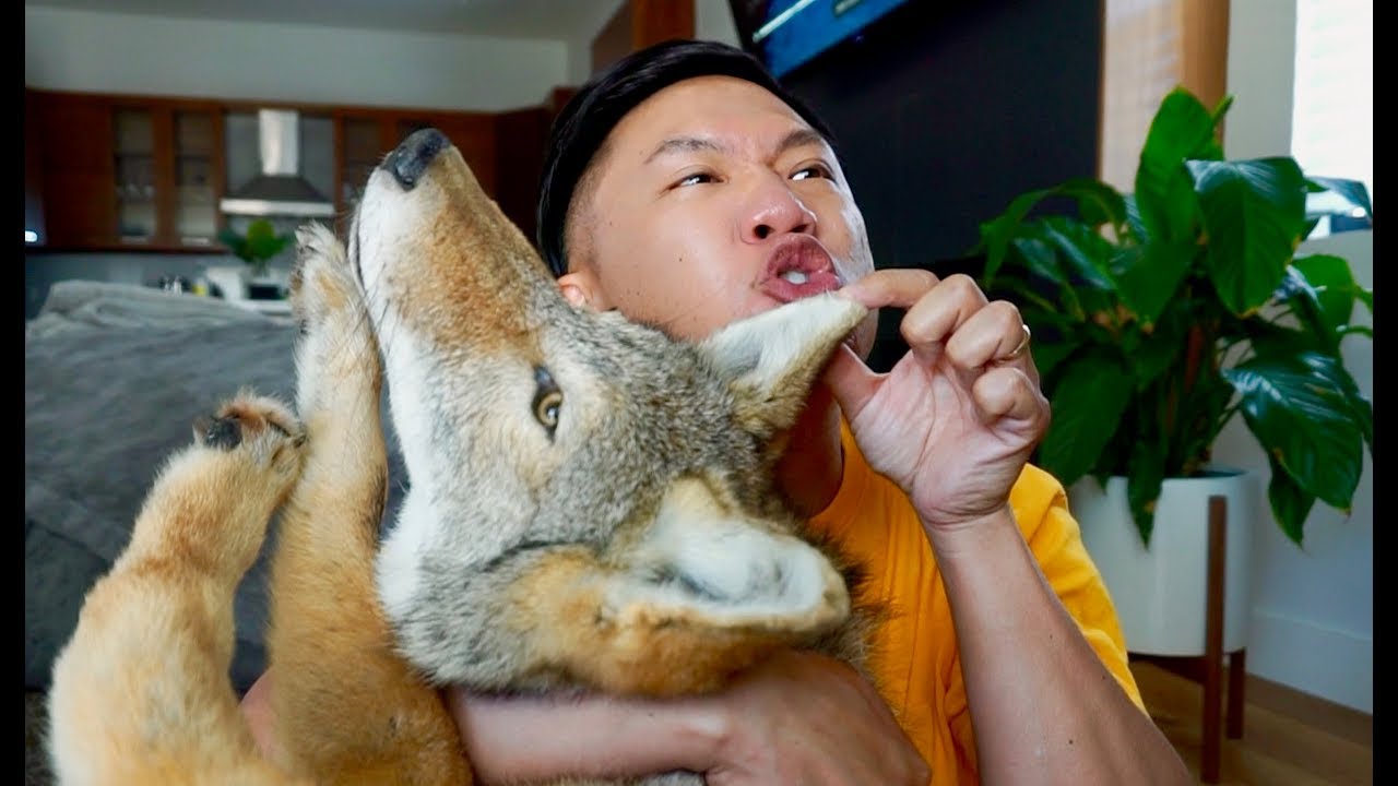 Brooke Houts Dog Trainer Speaks Out - Leaked footage