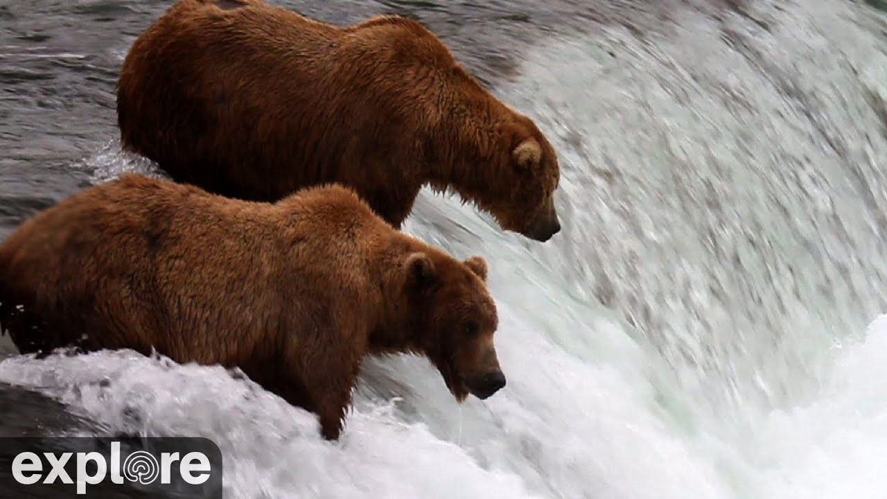 Brooks Falls - Katmai National Park, Alaska 2025 powered by EXPLORE.org