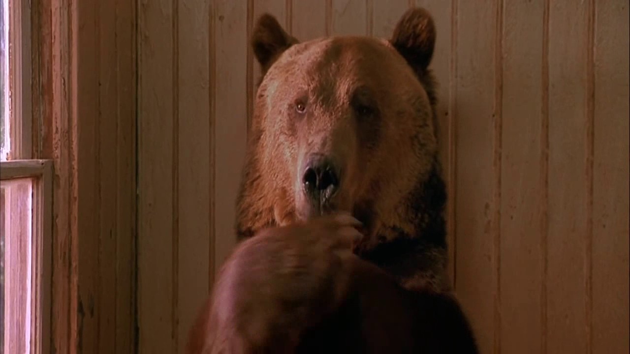 Brown bear has loose bowels after eating ice cream， men can't stand its fart