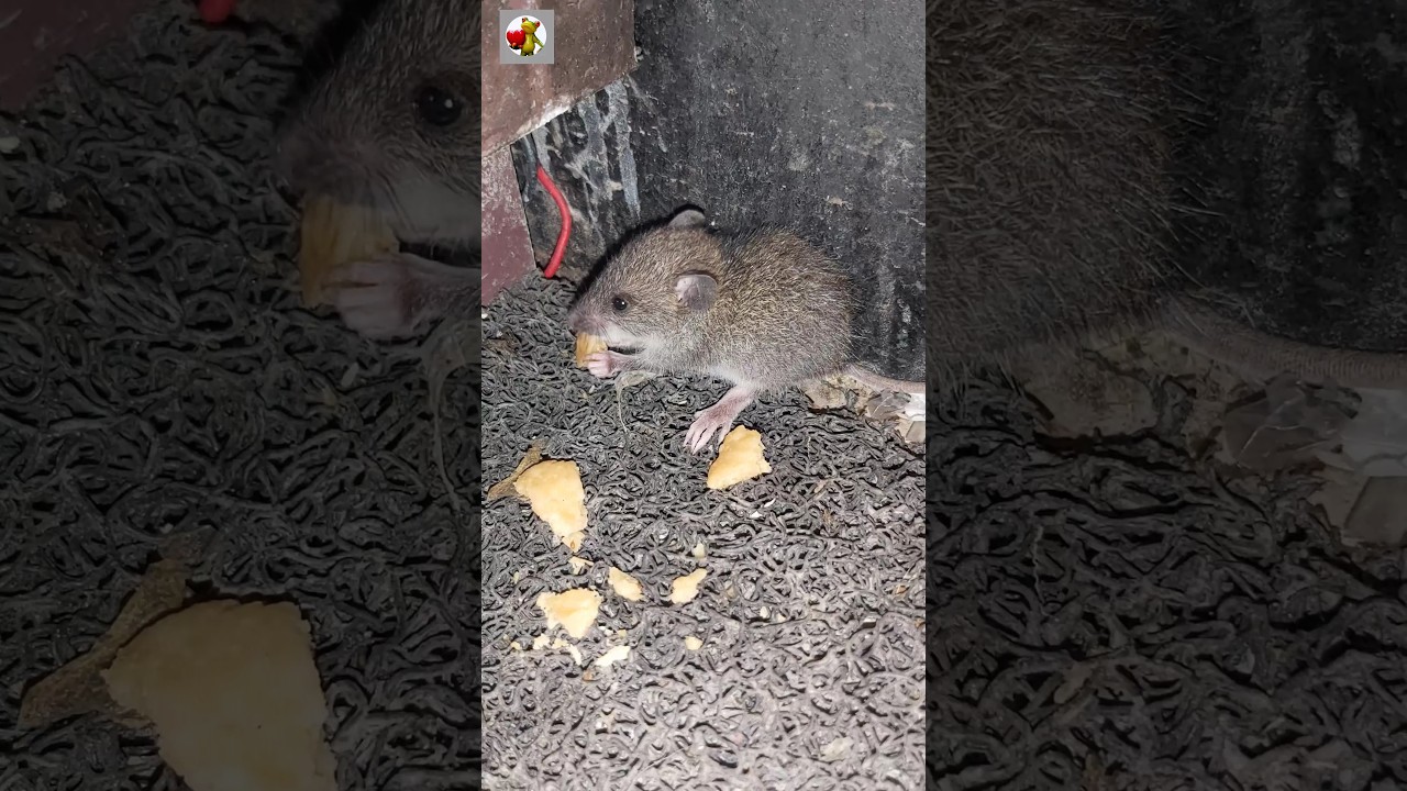 Brown Rat Sounds 🐀 | Mouse Sounds #shorts