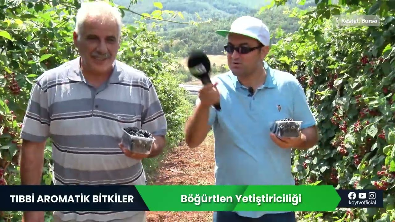 BÖĞÜRTLEN YETİŞTİRİCİLİĞİ | TIBBİ AROMATİK BİTKİLER