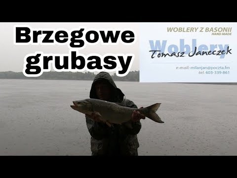 Brzegowe grubasy | Domowa woda 2018 cz.4  #wobleryzBasonii #WoBas