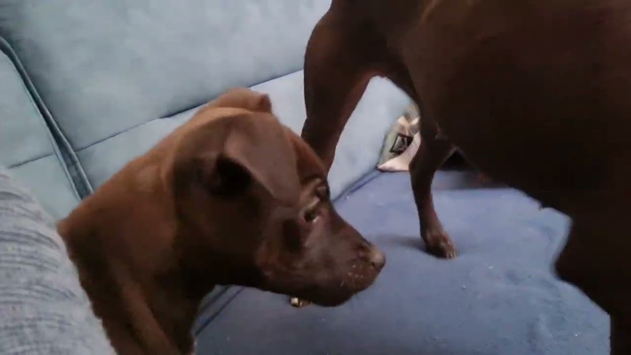 BSL SHELBY VS. BSL OBSCURA - a playfight of two Patterdale Terrier bitches. Black Red Fell dogs