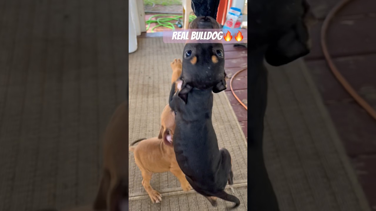 BT PUP LIT #apbt #dog #puppy