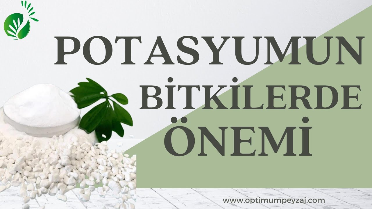 BİTKİLERDE POTASYUMUN ÖNEMİ / BİTKİLERE POTASYUM NEDEN UYGULANIR? POTASYUM GÜBRESİ NEDİR?