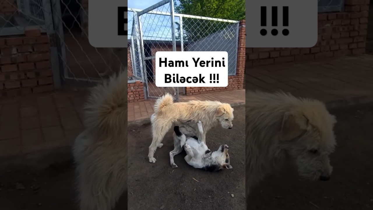 Bütün itləri diz çökdürən Alfa ! #harunmemmedov #shorts #heyvanlar