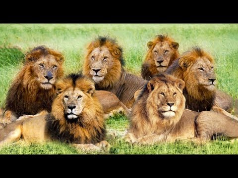 Bu 6 Aslan Afrika'daki TÜM Aslanların %40'ını Öldürdü!!