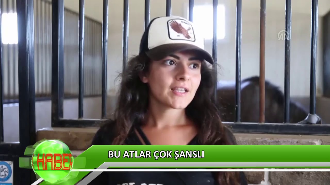 Bu atlar çok şanslı