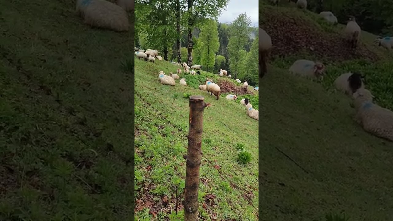 Bu dünya yalan dünya sevenler kavuşmaz
