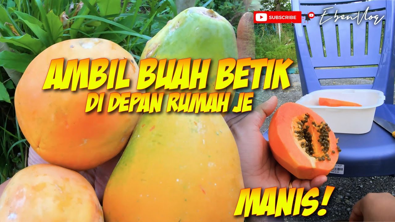 Buah Betik Besar dan Manis Di Depan Rumah | The Incredible Taste of Local Fruit Papaya at Home