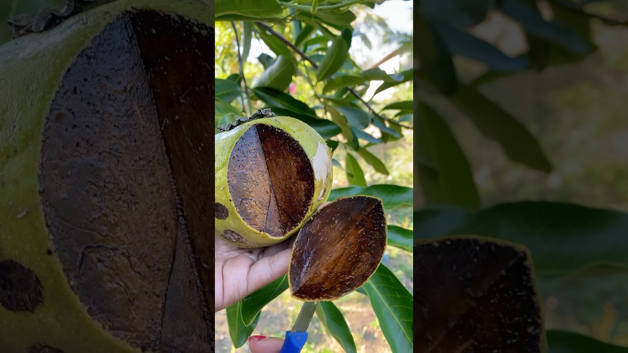 Buah puding coklat #sawohitam