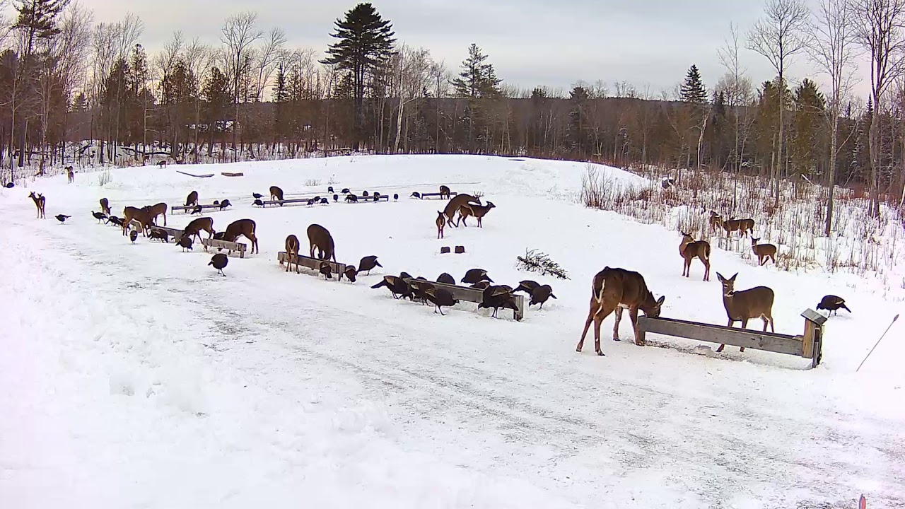 Buck and Doe Mating