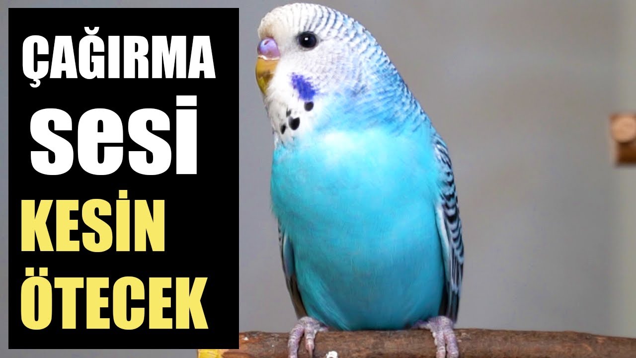 Budgie Sound, Budgie call Sound, Listen to your Escaped Bird and it will come back