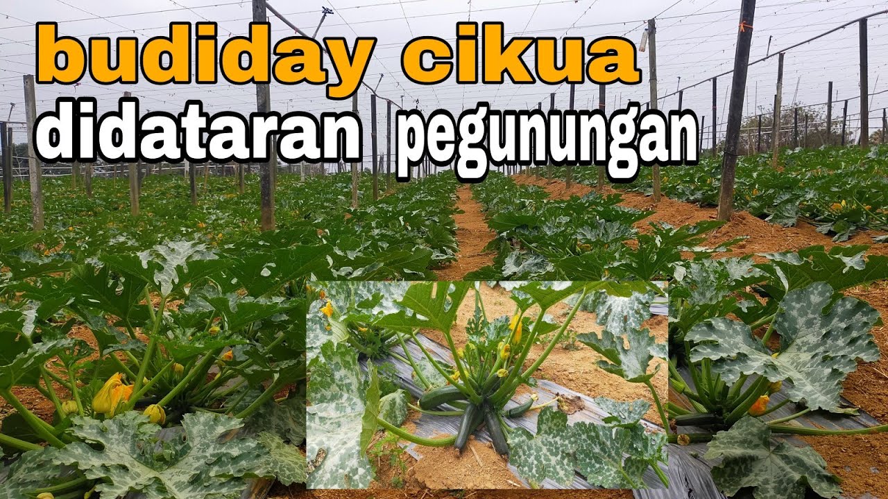 BUDIDAYA TANAMAN CIKUA