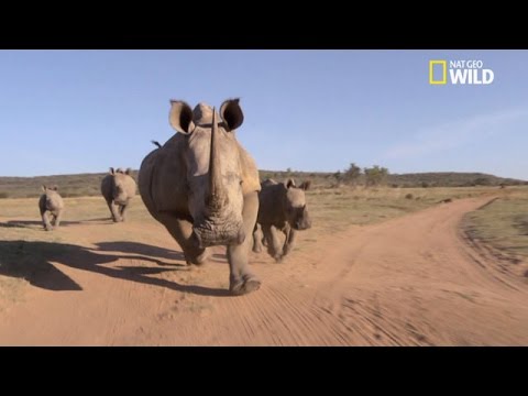 Buffle vs rhino