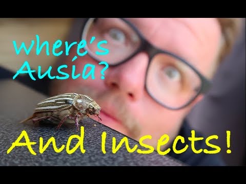 Bug friends and finding Ausia