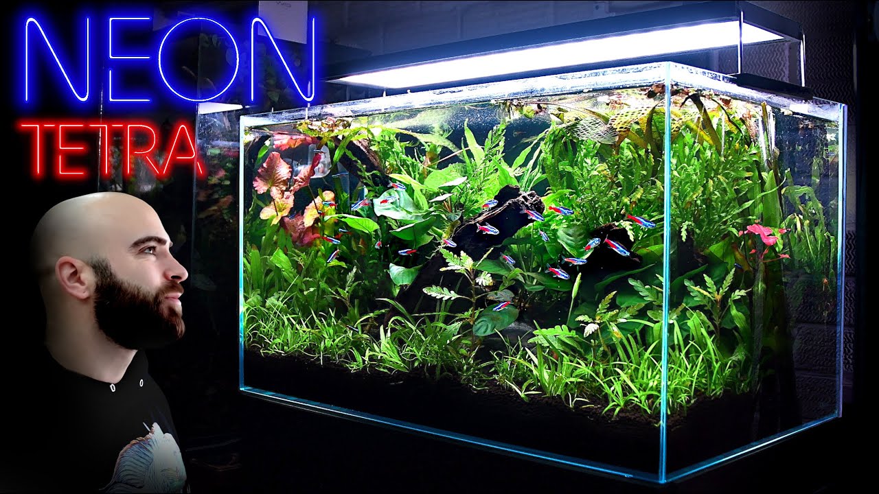 Building the Perfect Neon Tetra Jungle Aquarium w/ @biotopia