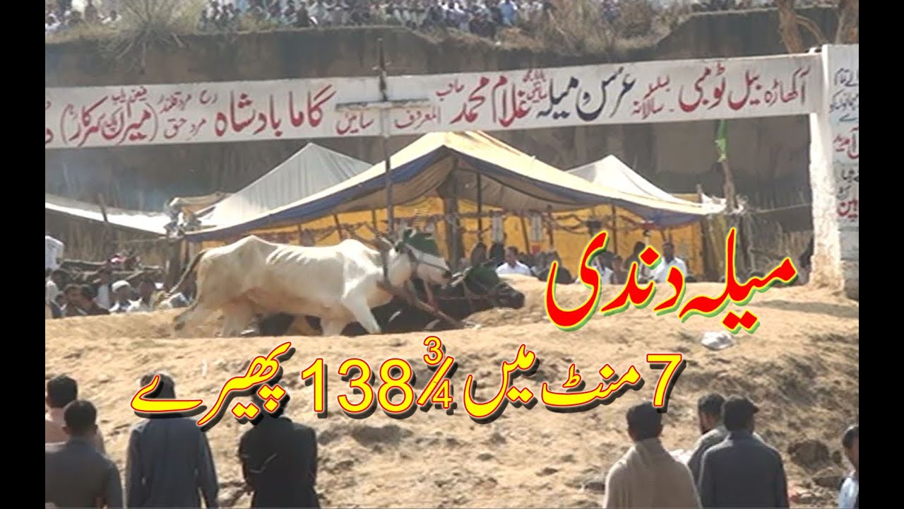 Bull Race (tombi dandi)2020