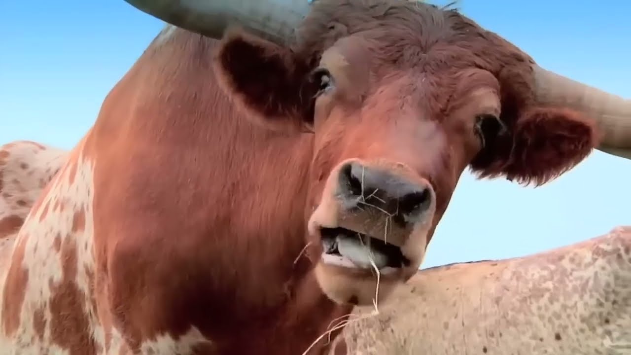 Bull sound