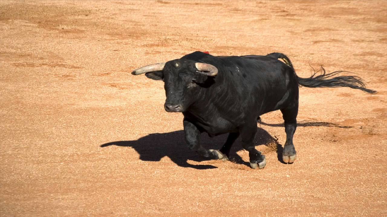 Bull Sounds