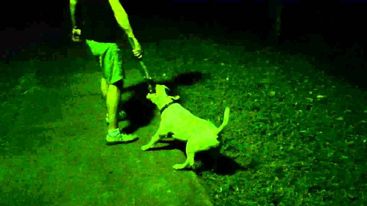 Bull terrier and a stick