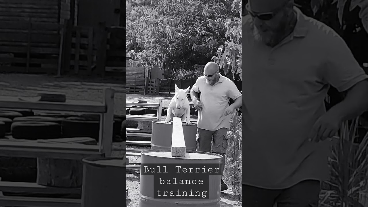 Bull Terrier balance training!