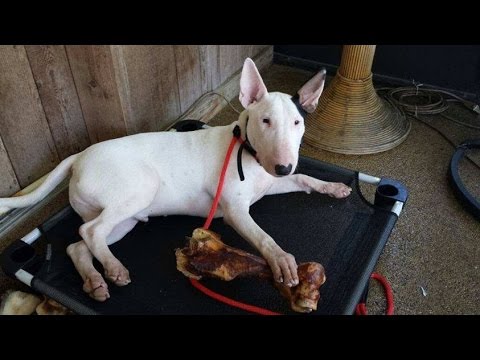 Bull Terrier Basic Obedience and Off Leash Control- Take the Lead K9 Training