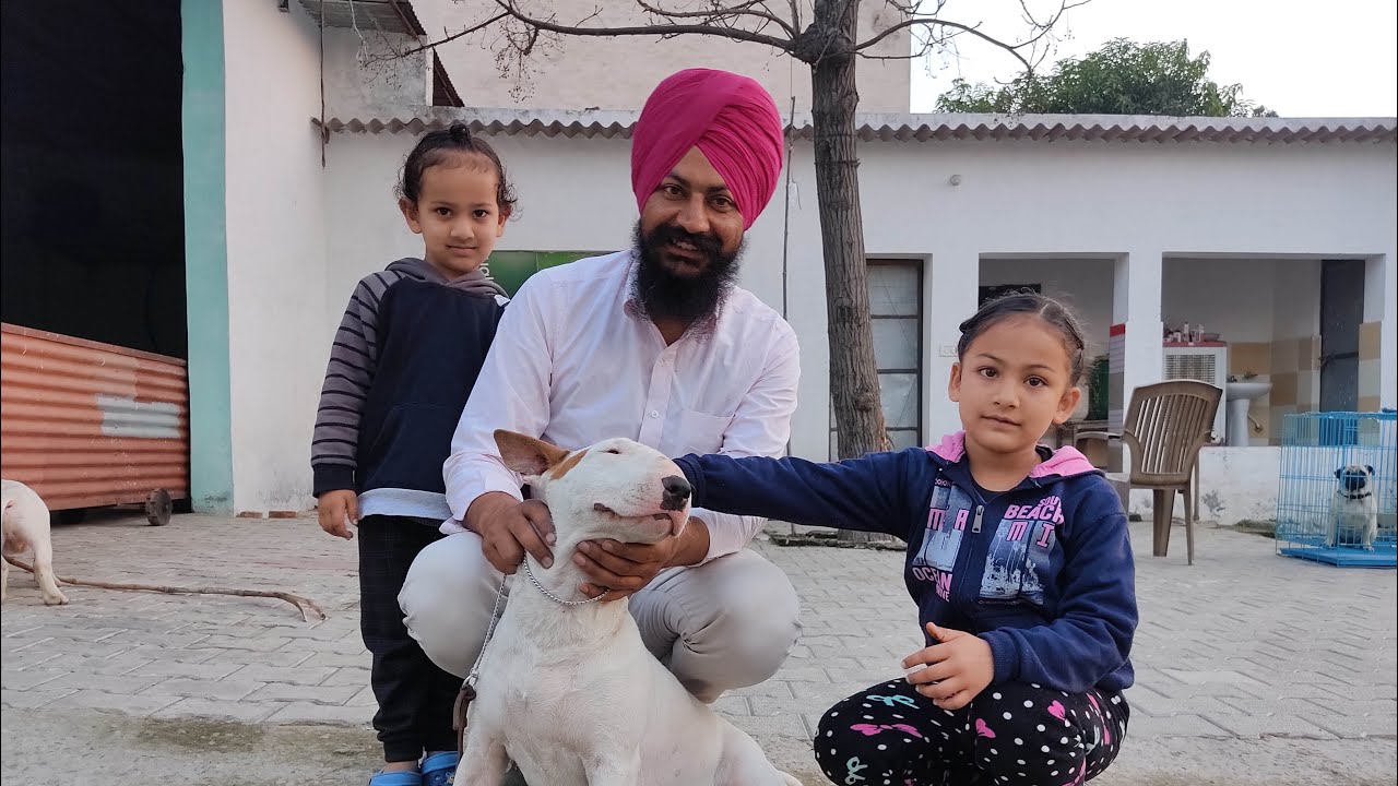 Bull Terrier Dog Kennel | Direct Import Dogs In Punjab | Dog Breeding India