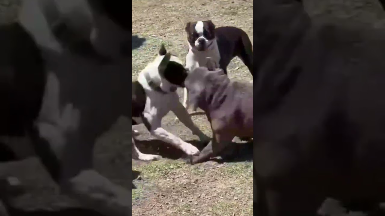 Bull terrier fighting