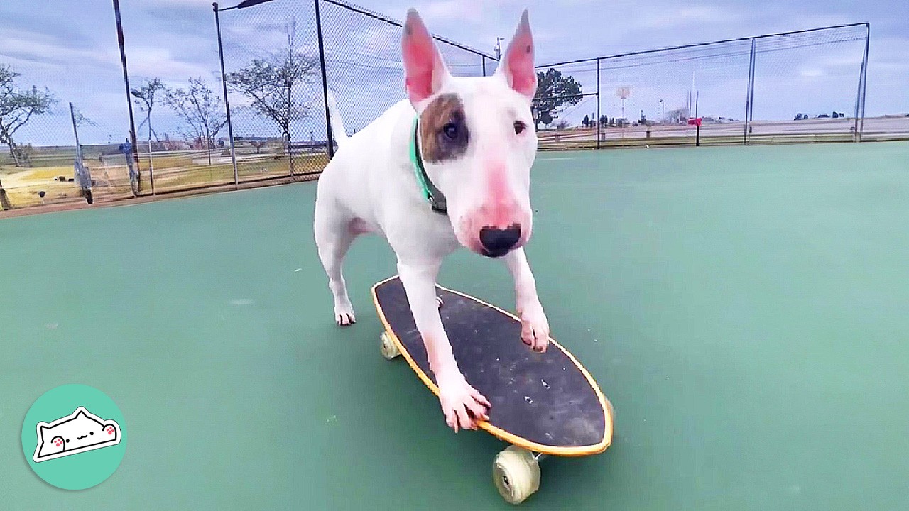 Bull Terrier Finds A Girl's Skateboard And Gets Obsessed | Cuddle Buddies