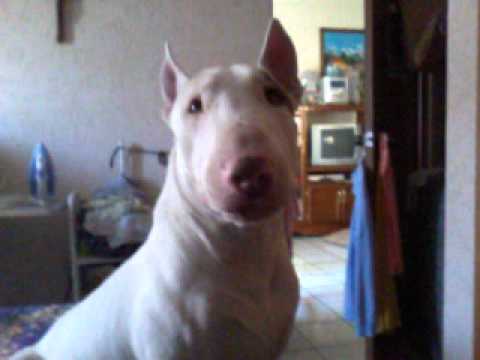 bull terrier ingles //25