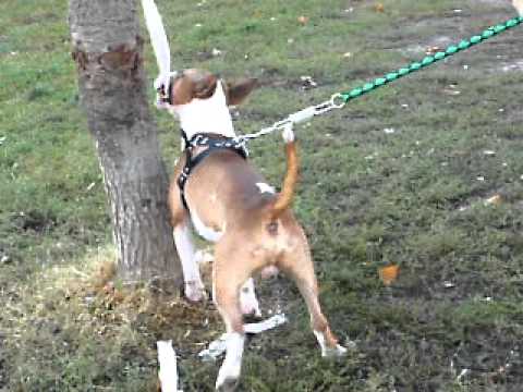Bull terrier KING X on spring pole
