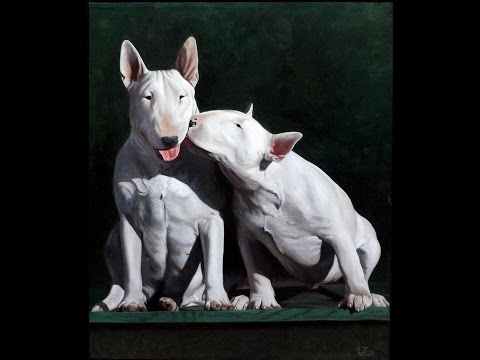 Bull Terrier Puppy Timeline From 5 Weeks To 6 Months Male And Femlale Max & Lady Stock Music