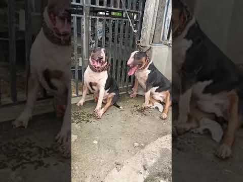 Bull Terrier Purebred Working Dog