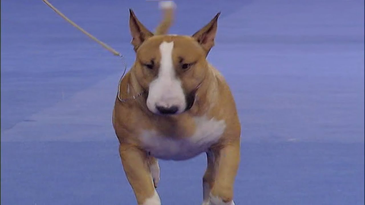 Bull Terrier 
