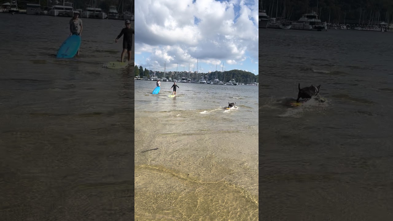 Bull Terrier shows his skim board skills | CONTENTbible #Shorts