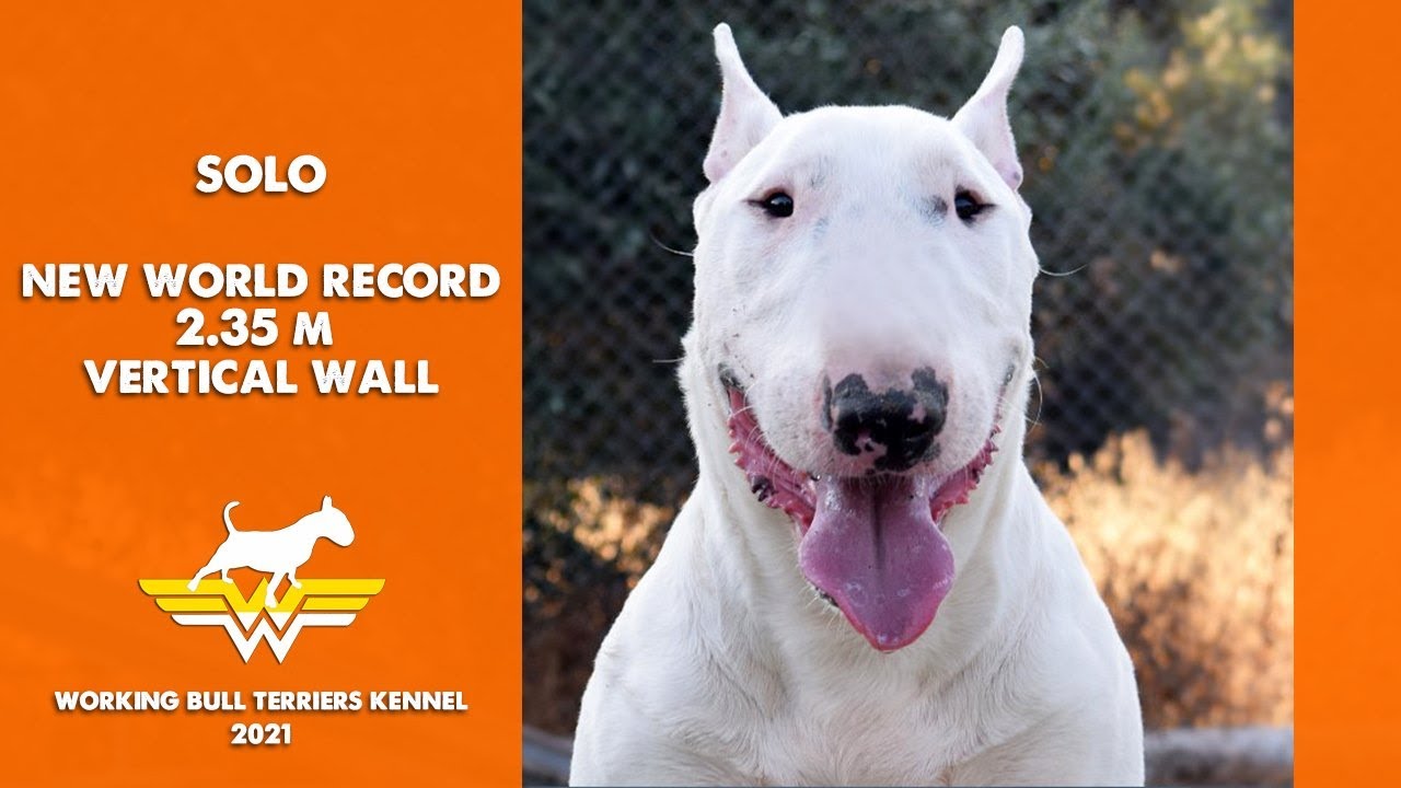 Bull Terrier Solo,new WORLD RECORD !!! 2,35 m.on the vertical wall !