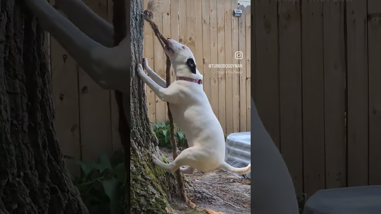 Bull Terrier strength #bullterrier #dogs #bullpower