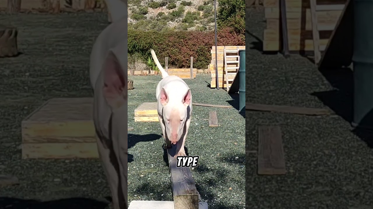 Bull Terrier VS English Bull Terrier? The real Answer #bullterrier