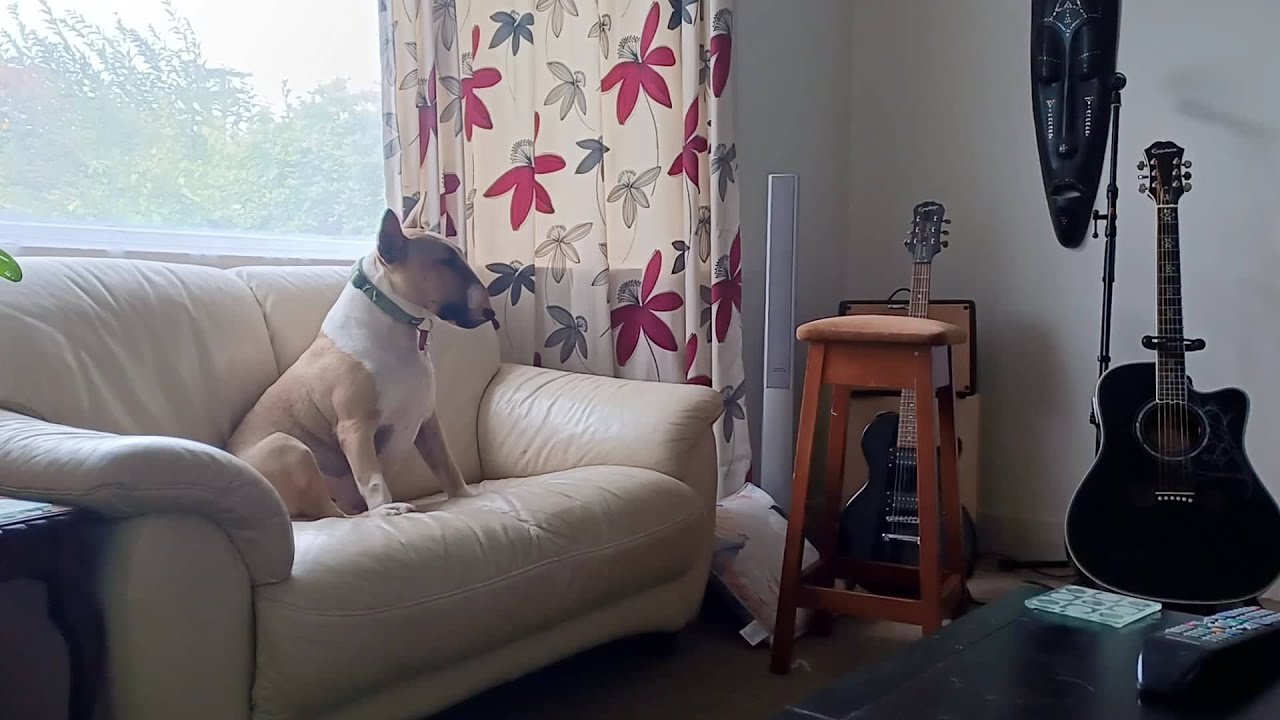 Bull Terrier watches Anne of Green Gables