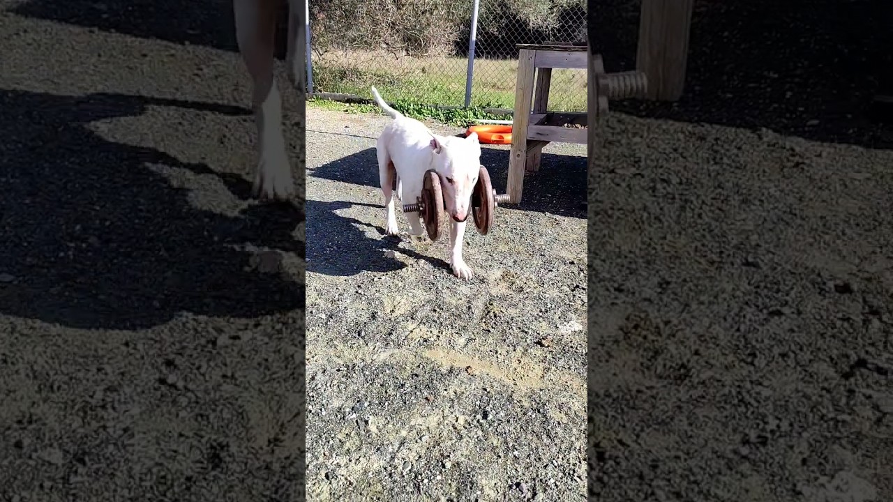 Bull Terrier weight lifting training session #bullterrier