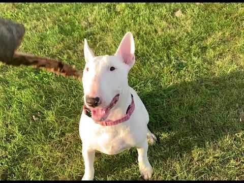 Bull Terrier With A Stick